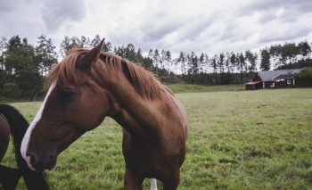 Horse on Landscape Against Sky Horse on Landscape Against Sky