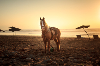 Horse on Sand Horse on Sand