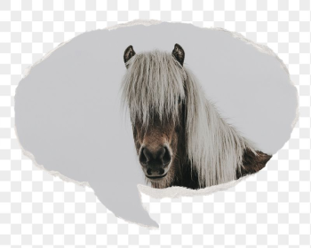 Horse portrait png animal sticker, | Free PNG - rawpixel