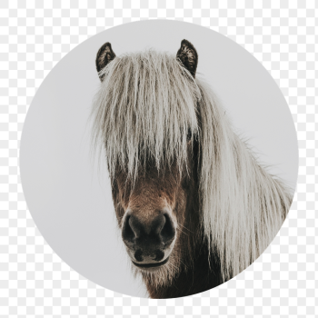 Horse portrait png badge sticker, | Free PNG - rawpixel Horse portrait png badge sticker, | Free PNG - rawpixel