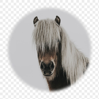 Horse portrait png badge sticker, | Free PNG - rawpixel Horse portrait png badge sticker, | Free PNG - rawpixel