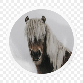 Horse portrait png sticker, animal | Free PNG - rawpixel