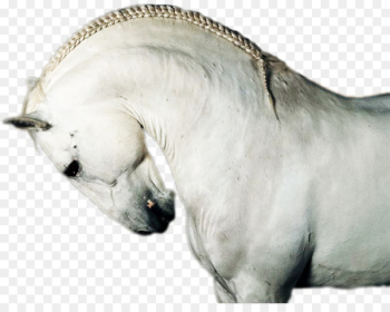 Horse Snout Photography Animal Portable Network Graphics - horse 