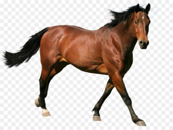 Horse Stallion - Horse Vector Horse picture material,Running horse 