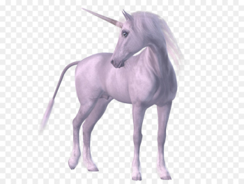 Horse Unicorn Legendary creature - unicorn horn Horse Unicorn Legendary creature - unicorn horn