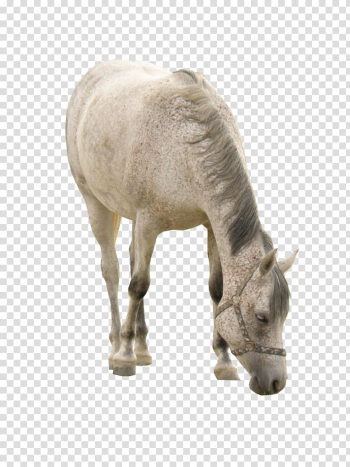 Horse White Computer file, White Horse Grazing transparent background PNG clipart Horse White Computer file, White Horse Grazing transparent background PNG clipart