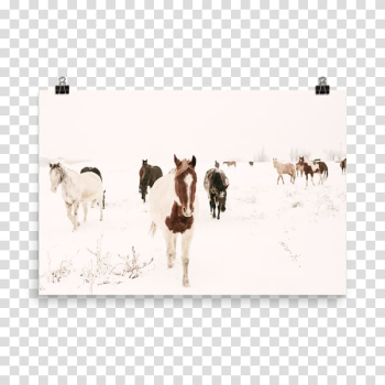 Horse White Point Reyes National Seashore JPEG Deer, horse transparent background PNG clipart