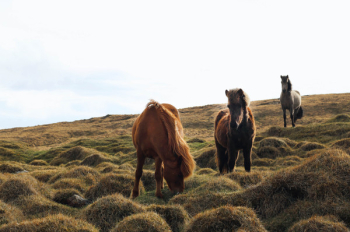 Horses are eating grass on the plateau