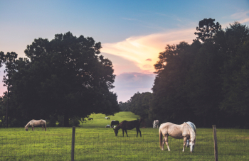 Horses In A Farm Horses In A Farm