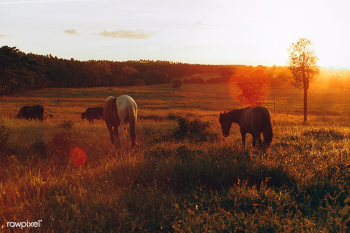 Horses in golden fields at Belo Horizonte, Br.. | Free stock photo - 437447 Horses in golden fields at Belo Horizonte, Br.. | Free stock photo - 437447