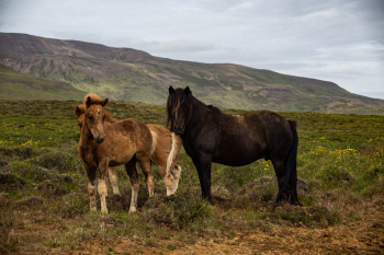 Horses on Grassland Across Mountain Horses on Grassland Across Mountain