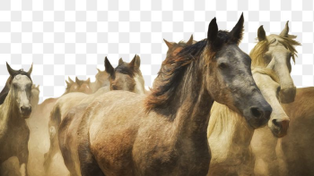 Horses png border sticker, animal, | Free PNG - rawpixel Horses png border sticker, animal, | Free PNG - rawpixel