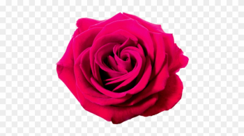 Hot Pink Rose Clip Art - Rose Png Violet