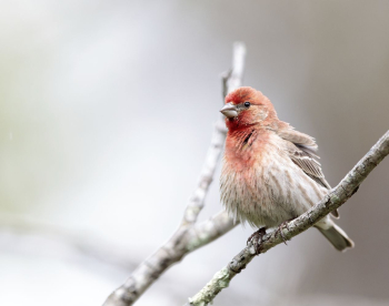 House finch bird. Free public | Free Photo - rawpixel House finch bird. Free public | Free Photo - rawpixel