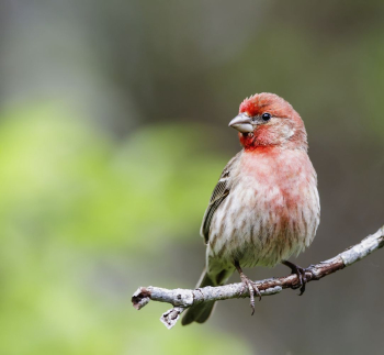 House finch bird. Free public | Free Photo - rawpixel House finch bird. Free public | Free Photo - rawpixel