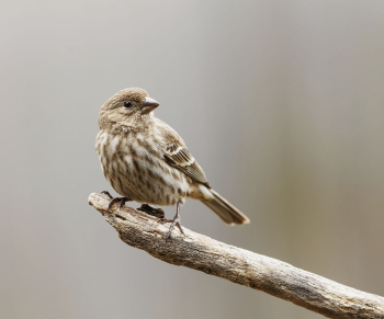 House finch bird. Free public | Free Photo - rawpixel House finch bird. Free public | Free Photo - rawpixel