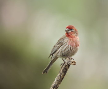 House finch bird. Free public | Free Photo - rawpixel House finch bird. Free public | Free Photo - rawpixel