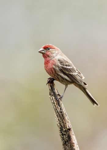 House finch bird. Free public | Free Photo - rawpixel House finch bird. Free public | Free Photo - rawpixel