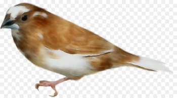 House sparrow Finches American Sparrows Beak - House sparrow Finches American Sparrows Beak -
