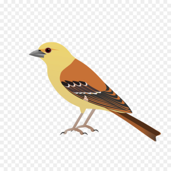 House Sparrow, Finches, Common Nightingale, Bird, Vertebrate PNG