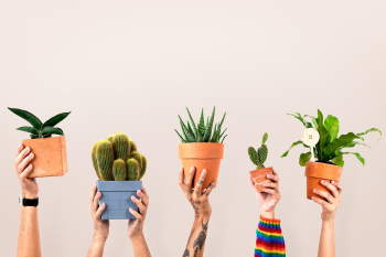 Houseplant background for plant lovers | Free stock photo | High Resolution image