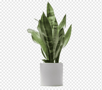 Houseplant Dragon tree Dracaena fragrans Light, Green plants potted large leaves deductible, green snake plant in white ceramic pot, watercolor Leaves, leaf, apartment png