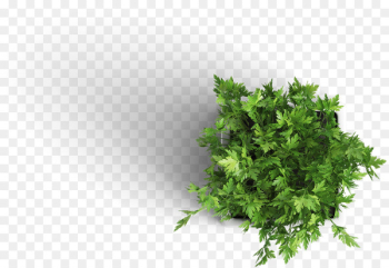 Houseplant Mockup - parsley 