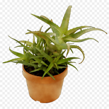 Houseplant Succulent plant Gasteria Plants Ornamental plant -  