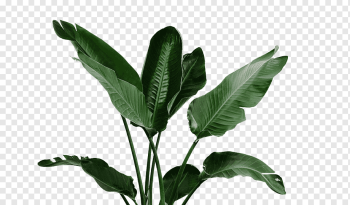 Houseplant Watering can, Banana leaves green, watercolor Leaves, png Material, leaf png