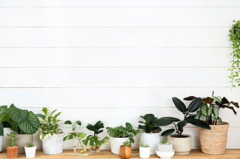 Houseplants with blank white wooden wall | Free stock photo | High Resolution image