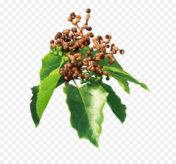 Hovenia Dulcis, Extract, Ampelopsin, Leaf, Plant PNG Hovenia Dulcis, Extract, Ampelopsin, Leaf, Plant PNG