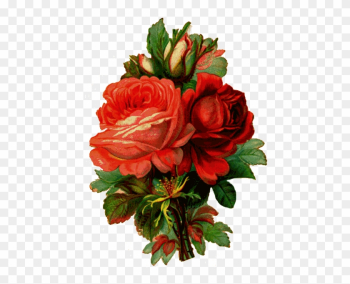 How To Make An Old-fashioned Rose Jar - Old Fashioned Roses Drawing How To Make An Old-fashioned Rose Jar - Old Fashioned Roses Drawing