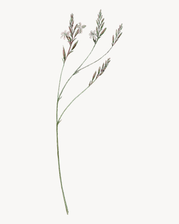Howarthia illustration, aesthetic floral illustration | Free Vector - rawpixel Howarthia illustration, aesthetic floral illustration | Free Vector - rawpixel