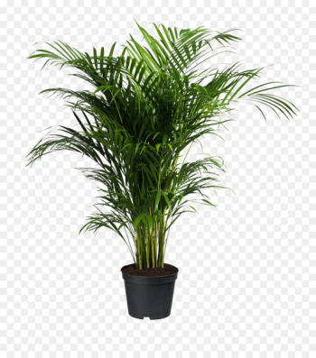 Howea forsteriana Ravenea Areca palm Houseplant - potted plants 