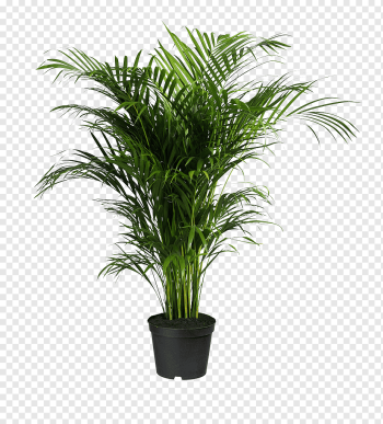 Howea forsteriana Ravenea Areca palm Houseplant, potted plants, green leafed plant, grass, plant Stem, palm Tree png