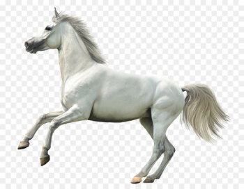 Howrse Horse Animal Rendering - Whitehorse Howrse Horse Animal Rendering - Whitehorse