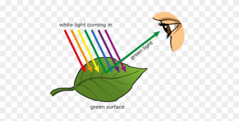 Http - //www - Mstworkbooks - Co - Za/natural Gd 0027 - Do We See Objects Http - //www - Mstworkbooks - Co - Za/natural Gd 0027 - Do We See Objects