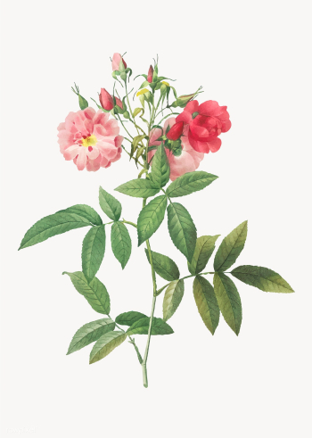 Hudson rose in bloom | Free stock vector - 574091 Hudson rose in bloom | Free stock vector - 574091