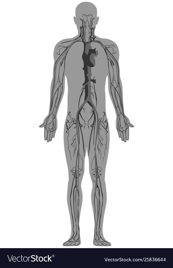 Human anatomy circulatory system vector image Human anatomy circulatory system vector image