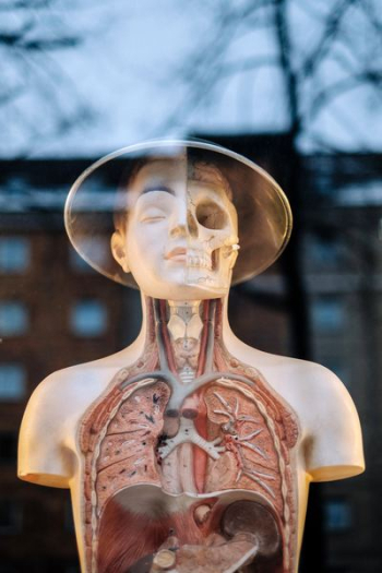 human anatomy display human anatomy display