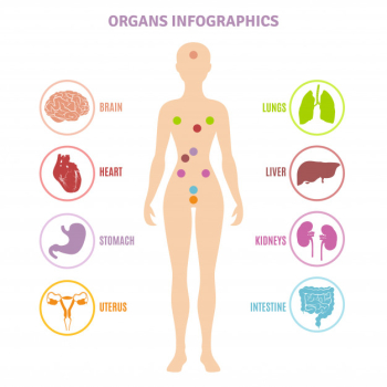 Human anatomy organs infographics Human anatomy organs infographics