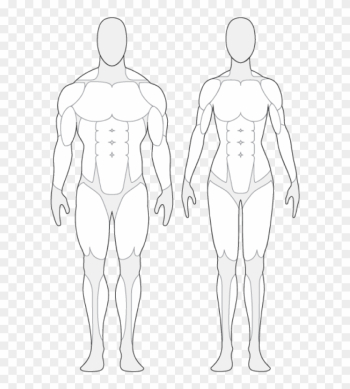 Human Anatomy Outline Human Body Muscle Outline Tendernessco - Human Body Muscle Outline