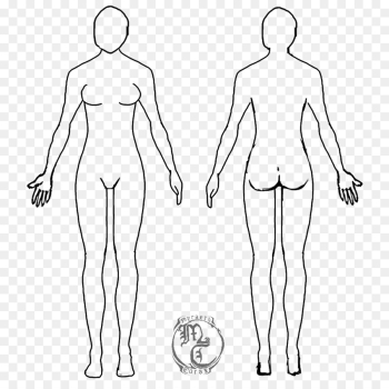 Human body Female body shape Diagram Drawing Template - Body Human ...