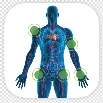 Human body Human skeleton Heart Human anatomy Bone, heart transparent background PNG clipart