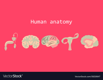 Human body internal organs medical flat isolated vector image Human body internal organs medical flat isolated vector image