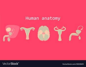 Human body internal organs medical flat isolated vector image Human body internal organs medical flat isolated vector image