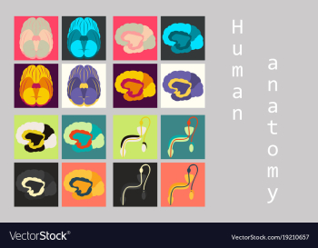 Human body internal organs medical flat isolated vector image Human body internal organs medical flat isolated vector image
