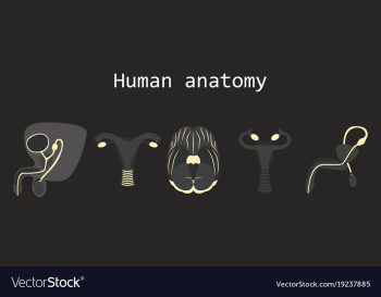Human body internal organs medical flat isolated vector image Human body internal organs medical flat isolated vector image