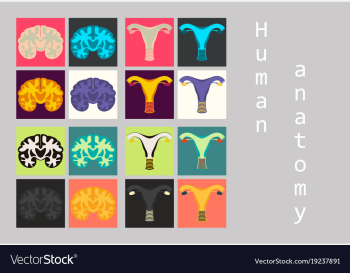 Human body internal organs medical flat isolated vector image Human body internal organs medical flat isolated vector image