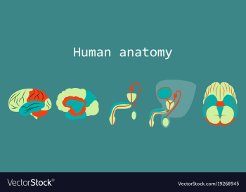 Human body internal organs medical flat isolated vector image Human body internal organs medical flat isolated vector image